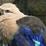 Blue-bellied Roller