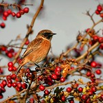 'Tis the season {almost}...