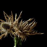 If you were a plant, you would be a thistle. C.J.Roberts