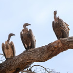 R&uuml;ppell's Griffon Vultures - Gyps rueppelli