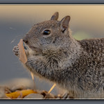 GroundSquirrel_15
