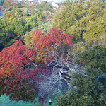 Backyard Autumn Color