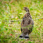 Fool's Hen: Ruffed Grouse, "Bonasa umbellus"