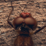 Cherry Faced Meadowhawk