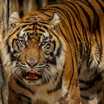 Welcome to the Jungle