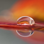 Macro Mondays-Drops of water on the last red leafs