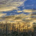Sunset Over Cypress Stand