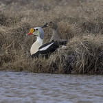 Mr and Mrs king eider