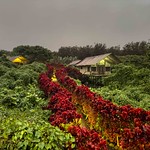 Early Morning, Scalesia Galapagos Lodge, Isabela Island, Galapagos, Ecuador-3487
