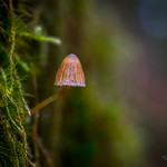 In the Moss of a Tree