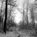 Winterlicher Waldausblick / Winterliy view into the forest