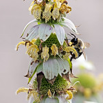 Spotted Horsemint and Common Eastern Bumble Bee