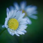 the Visitors in Daisy