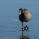 Eurasian Coot - Fulica atra