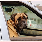 a big ol' dog in passing!