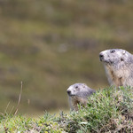 Marmotte