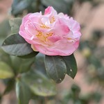 Camellia