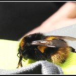 Buff-tailed bumblebee: Queen