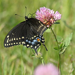 Eastern Black Swallowtail