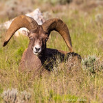 Bighorn ram