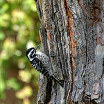 Female Nuttall's woodpecker.
