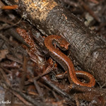 At rest in the forest