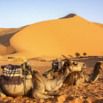 Dawn at the Oasis, II