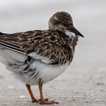 Tired Turnstone