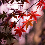 Autumn leaves