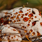 Bleeding tooth fungus