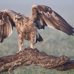 SPANISH IMPERIAL EAGLE