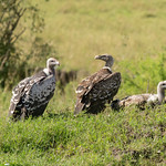 R&uuml;ppell's Griffon Vultures - Gyps rueppelli