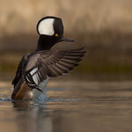 Hooded Merganser