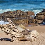 Driftwood on the Beach