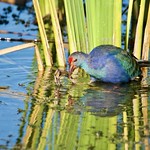 Gray-headed Swamphen eating roots using foot