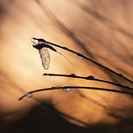 Dew fairy (Explore, March 29, 2024)