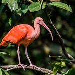 Almost Luminous In Color!