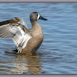 Blue-wingedTeal_02