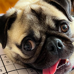 Meet Otis!! The newest member of my family.