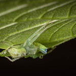 crab spider with breakfast