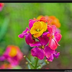 Farbenbunter Goldlack (Erysimum cheiri) / Colorful gold walflower