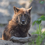 Timber Wolf - Zoo Hannover