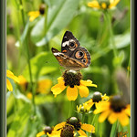 Lapping up the goodness