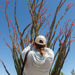 Blooming Ocotillo