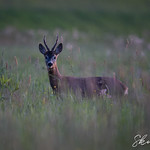 Roe Deer-6