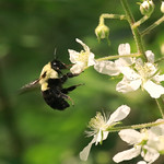 Bumblebee ................ pollinating the Blackberry patch.