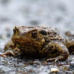 Common Toad Bufo bufo