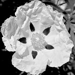 Flor de la jara IMG_9693bn