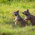 Ground Squirrel,Sunol Regional Wilderness Area, No. 03