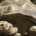 Galapagos Tortoise
